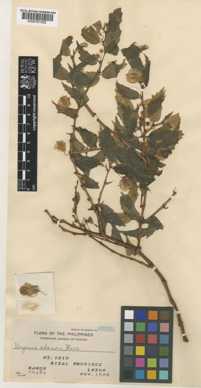 B. edañoi